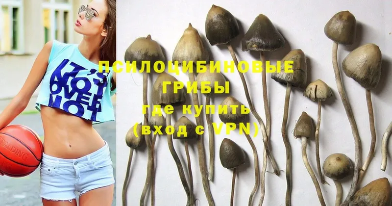 Галлюциногенные грибы Psilocybine cubensis  Алейск 